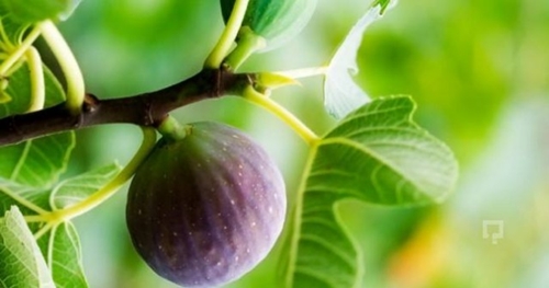 Foto - Kuran-ı Kerim'de adı geçen 6 cennet meyvesi