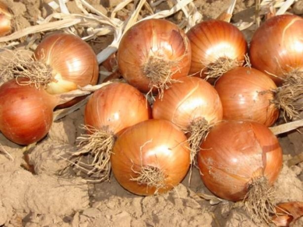 Foto - Kur'an-ı Kerim'de adı geçen meyveler ve sebzeler