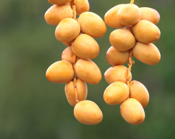 Foto - Kuran-ı Kerim'de adı geçen mucizevi besinler ve faydaları