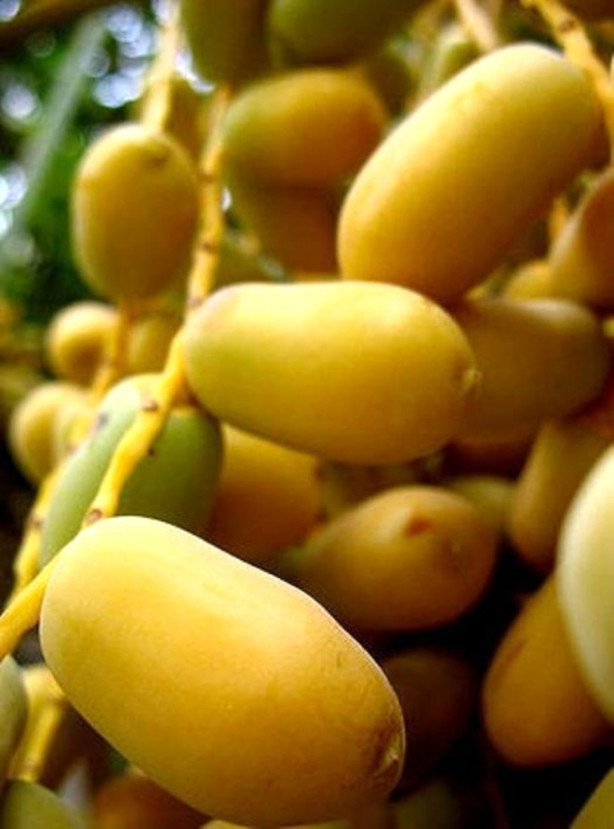 Foto - Kuran-ı Kerim'de adı geçen mucizevi besinler ve faydaları