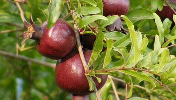 Kur’an-ı Kerim'de adı geçiyor! Columbia Üniversitesi araştırması açıklandı: Damar sertliğini geçirip, kalp krizini engelliyor