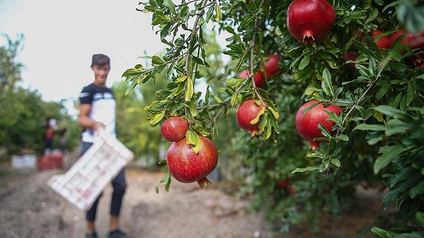 Foto - Kuran-ı Kerim'de adı geçiyor! Uzun ve sağlıklı yaşamın sırrı bu meyvede