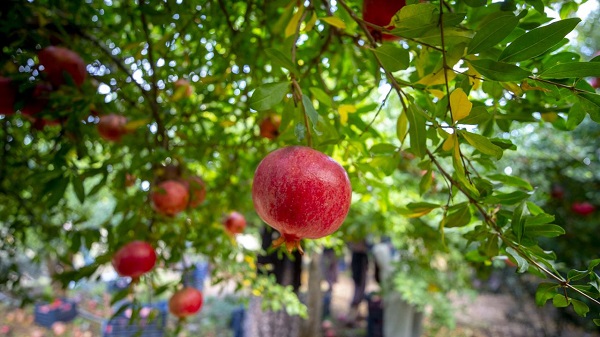 Foto - Kuran-ı Kerim'de adı geçiyor! Uzun ve sağlıklı yaşamın sırrı bu meyvede