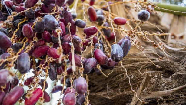 Foto - Kuran-ı Kerim'de adları geçiyor! Hepsi birbirinden faydalı!