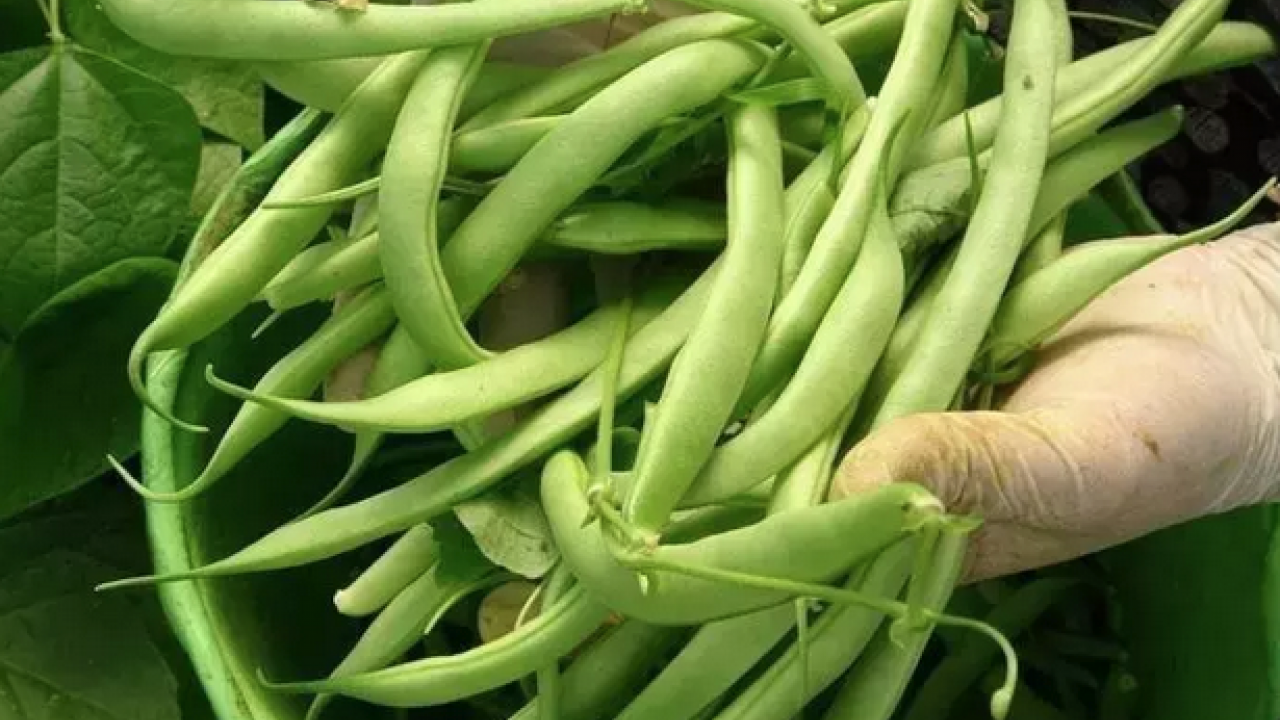 Foto - Demir eksikliğini gideriyor! Kutsal kitapda geçen o besin