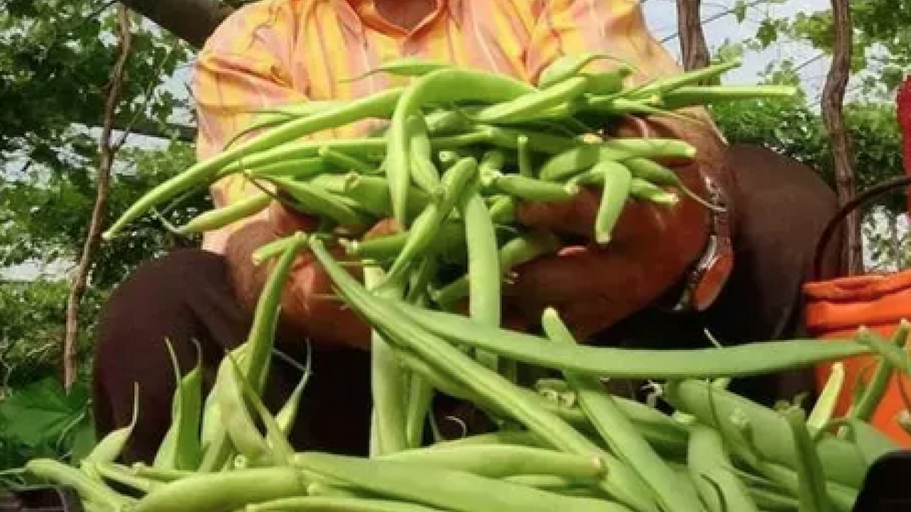 Foto - Demir eksikliğini gideriyor! Kutsal kitapda geçen o besin