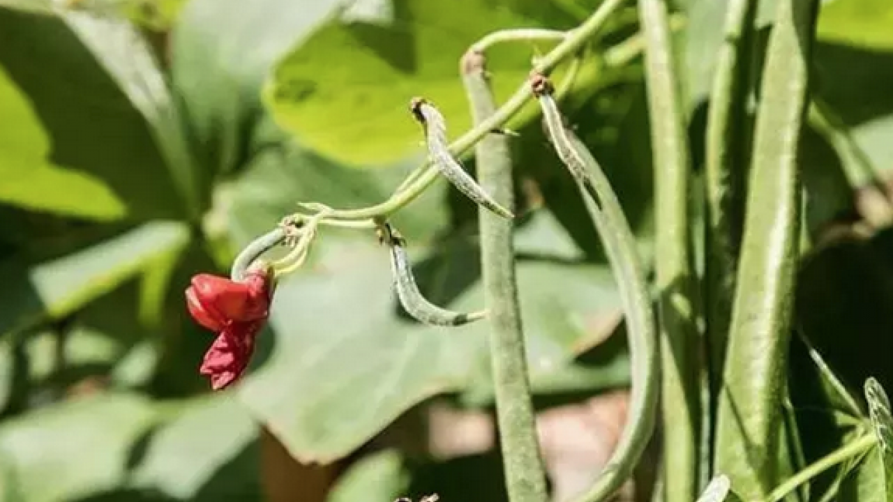 Foto - Demir eksikliğini gideriyor! Kutsal kitapda geçen o besin