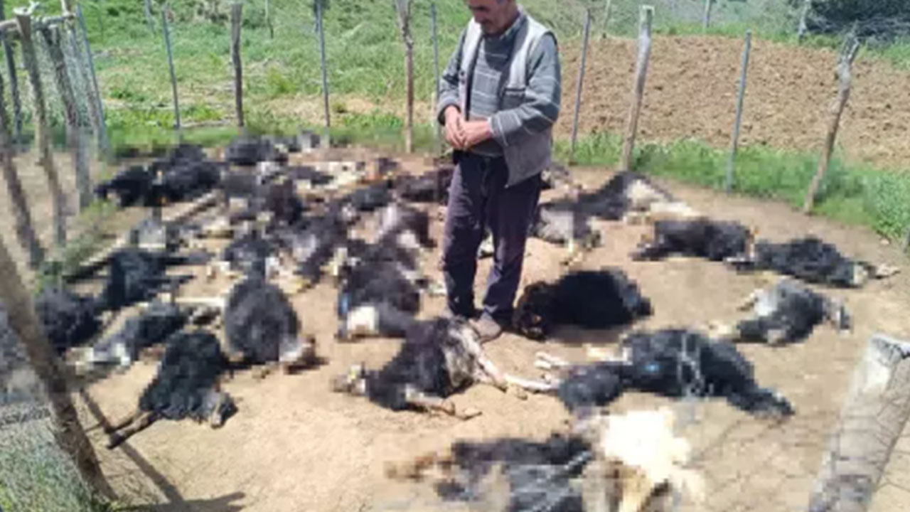 Foto - Kurban Bayramı öncesi Bingöl'den korkutan haber geldi: Ağıla giren çoban neye uğradığını şaşırdı