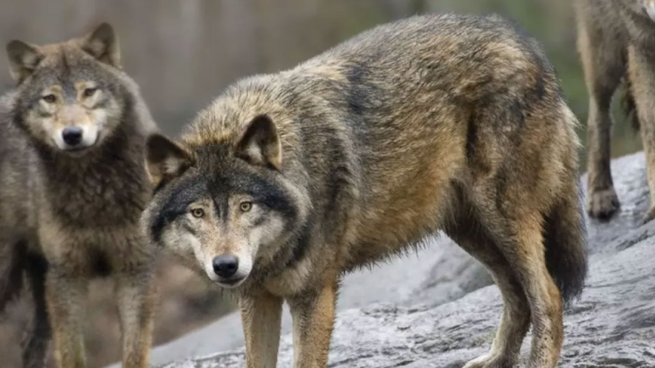 Foto - Kurban Bayramı öncesi Bingöl'den korkutan haber geldi: Ağıla giren çoban neye uğradığını şaşırdı