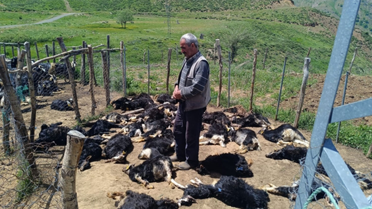 Foto - Kurban Bayramı öncesi Bingöl'den korkutan haber geldi: Ağıla giren çoban neye uğradığını şaşırdı