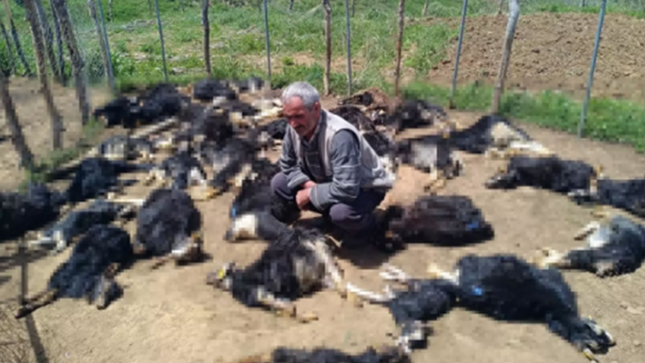 Kurban Bayramı öncesi Bingöl'den korkutan haber geldi: Ağıla giren çoban neye uğradığını şaşırdı