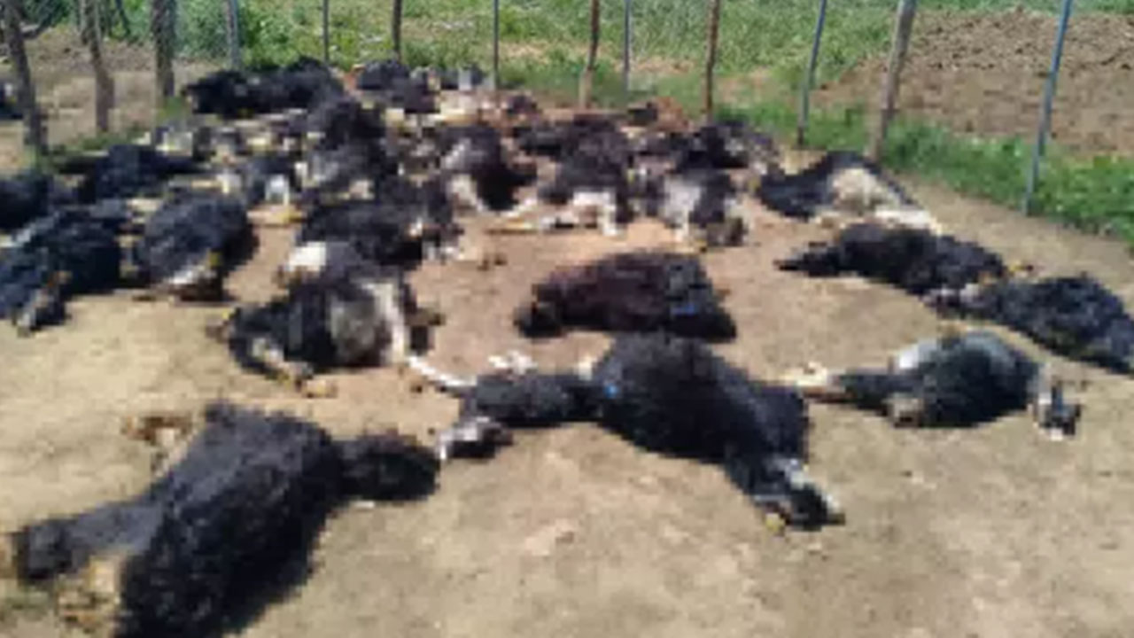 Foto - Kurban Bayramı öncesi Bingöl'den korkutan haber geldi: Ağıla giren çoban neye uğradığını şaşırdı