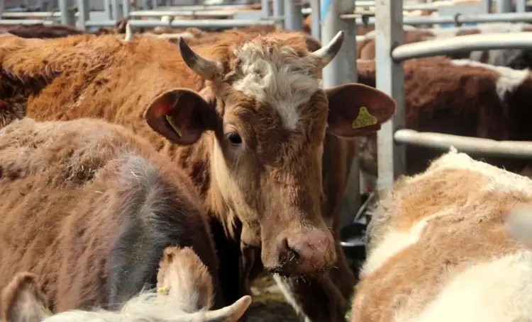 Foto - Kurban Bayramı öncesi şok karar: Hayvan hareketleri yasaklandı