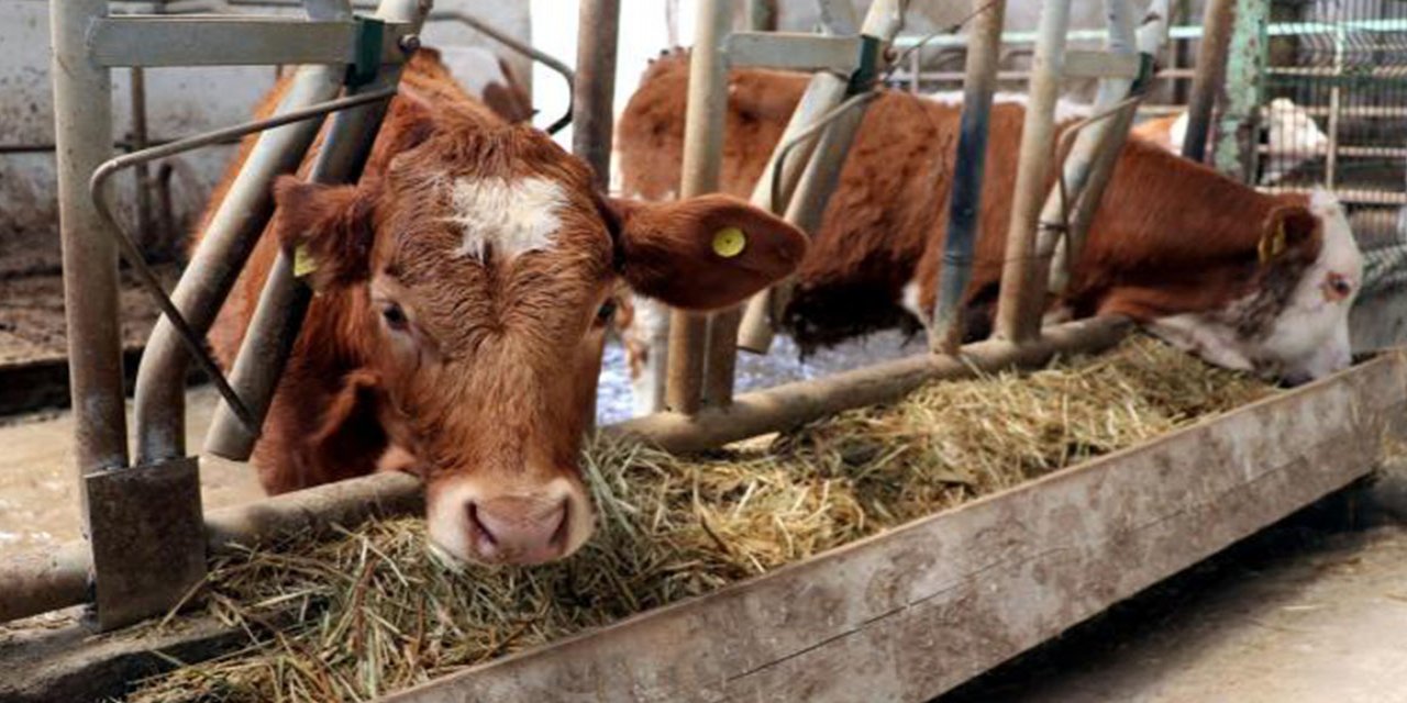 Foto - Kurban Bayramı öncesi şok karar: Hayvan hareketleri yasaklandı