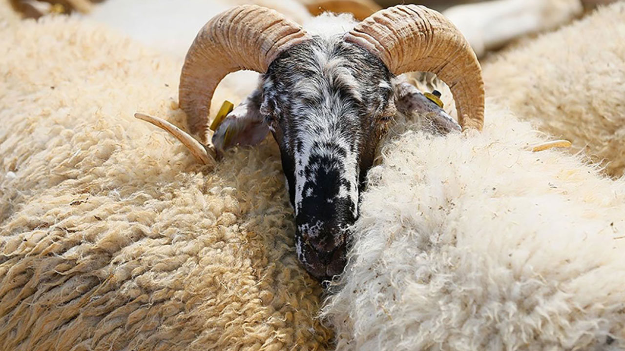 Foto - Kurban Bayramı tarihi değişti: Bu sekiz ülke yarın kutlayacak