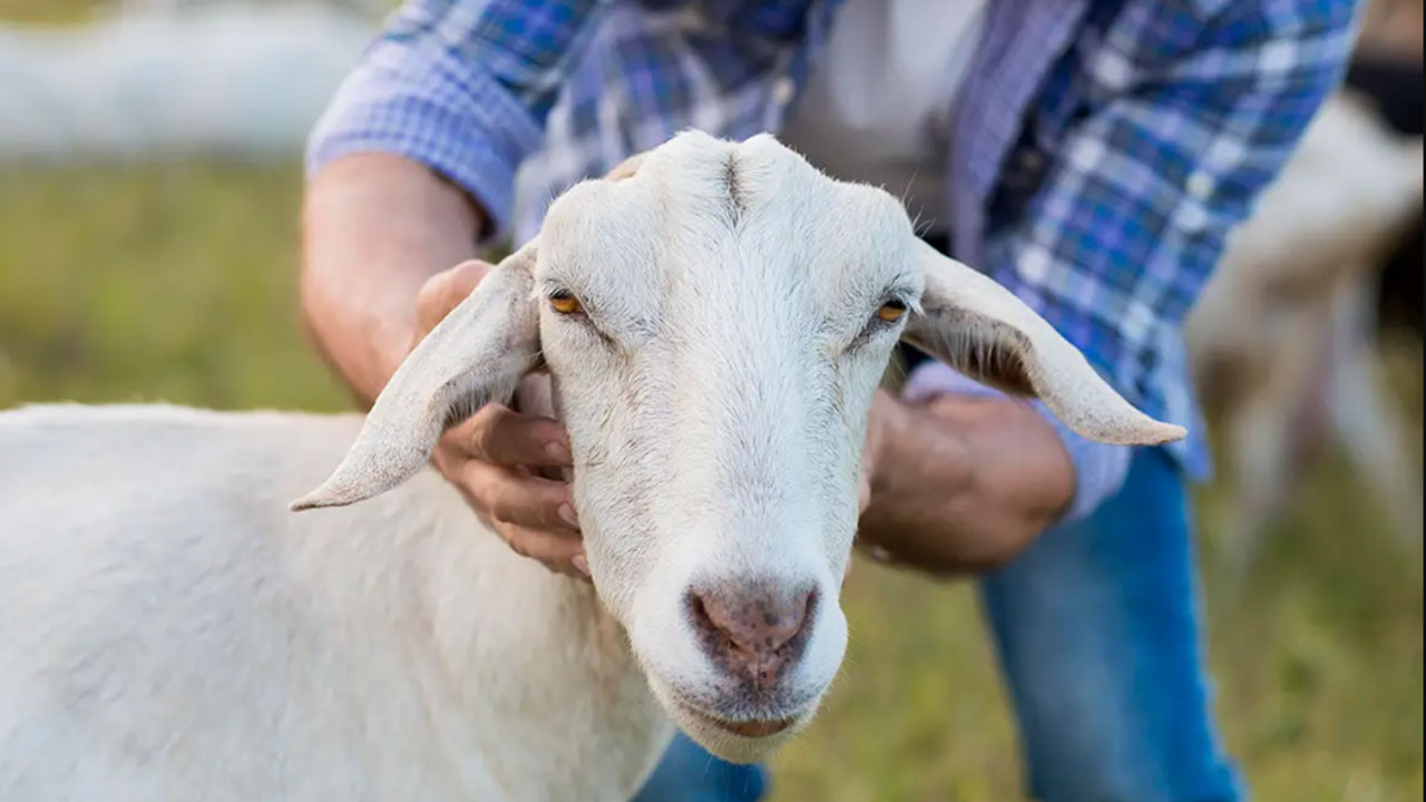Foto - Kurban Bayramı tarihi değişti: Bu sekiz ülke yarın kutlayacak