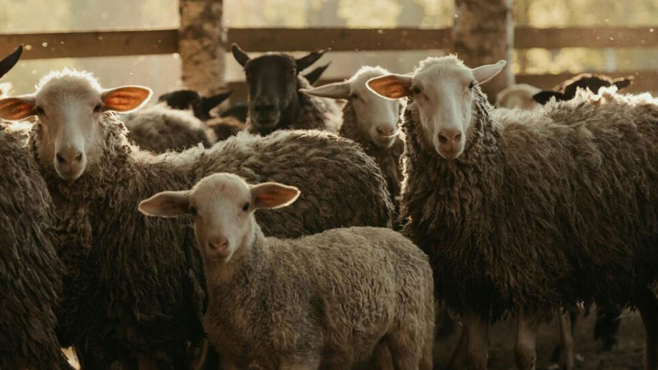 Foto - Kurban Bayramı tarihi değişti: Bu sekiz ülke yarın kutlayacak