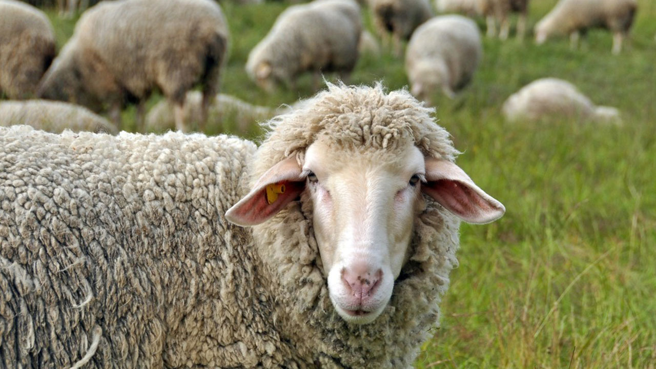 Foto - Kurban Bayramı tarihi değişti: Bu sekiz ülke yarın kutlayacak