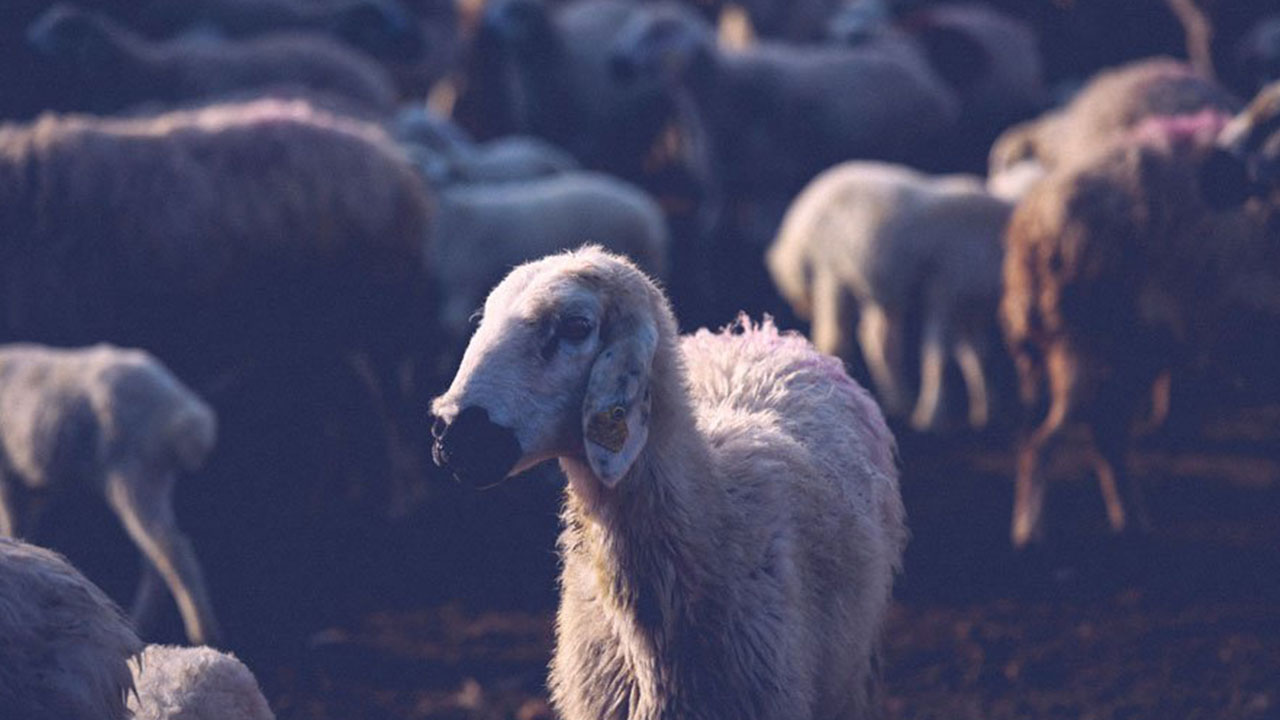 Kurban Bayramı tarihi değişti: Bu sekiz ülke yarın kutlayacak
