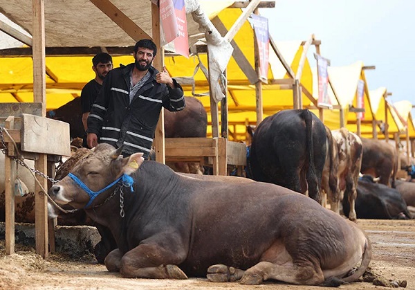 Foto - Kurban bayramı yaklaşıyor! İşte büyükbaş küçükbaş fiyatları