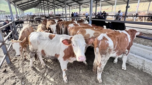 Foto - Kurban bayramı yaklaşıyor! İşte büyükbaş küçükbaş fiyatları