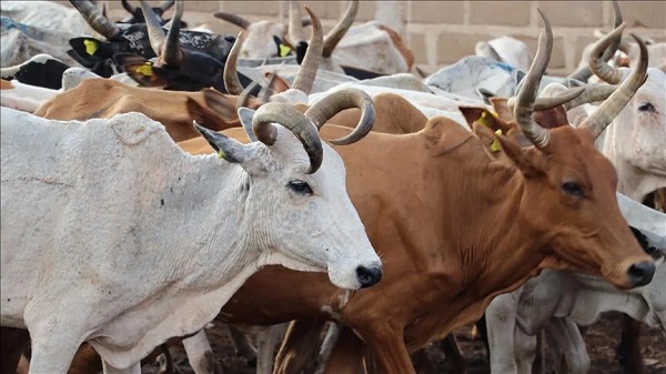 Foto - Kurban bayramı yaklaşıyor! İşte büyükbaş küçükbaş fiyatları