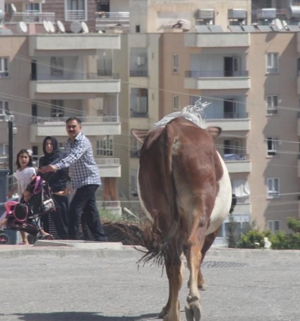 Kurban Bayramı'na bu kareler damga vurdu