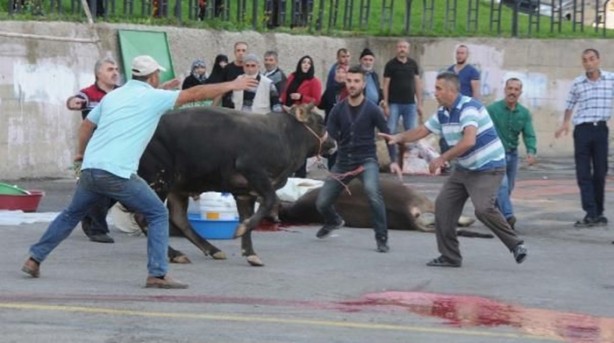 Foto - Kurban Bayramı'na bu kareler damga vurdu