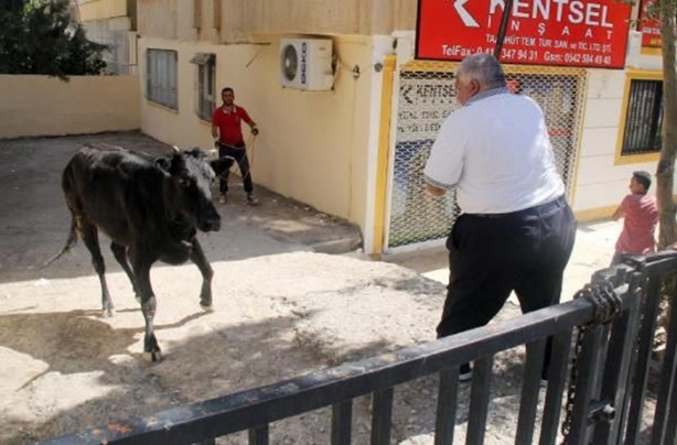 Foto - Kurban Bayramı'na bu kareler damga vurdu