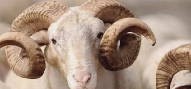 Kurban Bayramı'nda dikkat! Uzmanlardan peş peşe uyarılar yapılıyor
