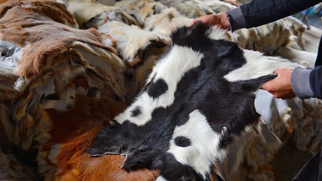 Kurban Bayramı'nı dericiler dört gözle bekliyor! Türk deri sektörüne can suyu oluyor