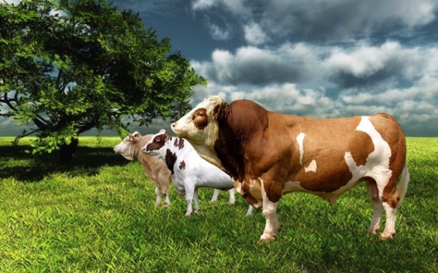 Kurban etinden neler yapılır?