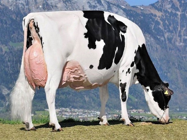 Foto - Kurban etine sakın bunu yapmayın! El bombası koymak gibi…