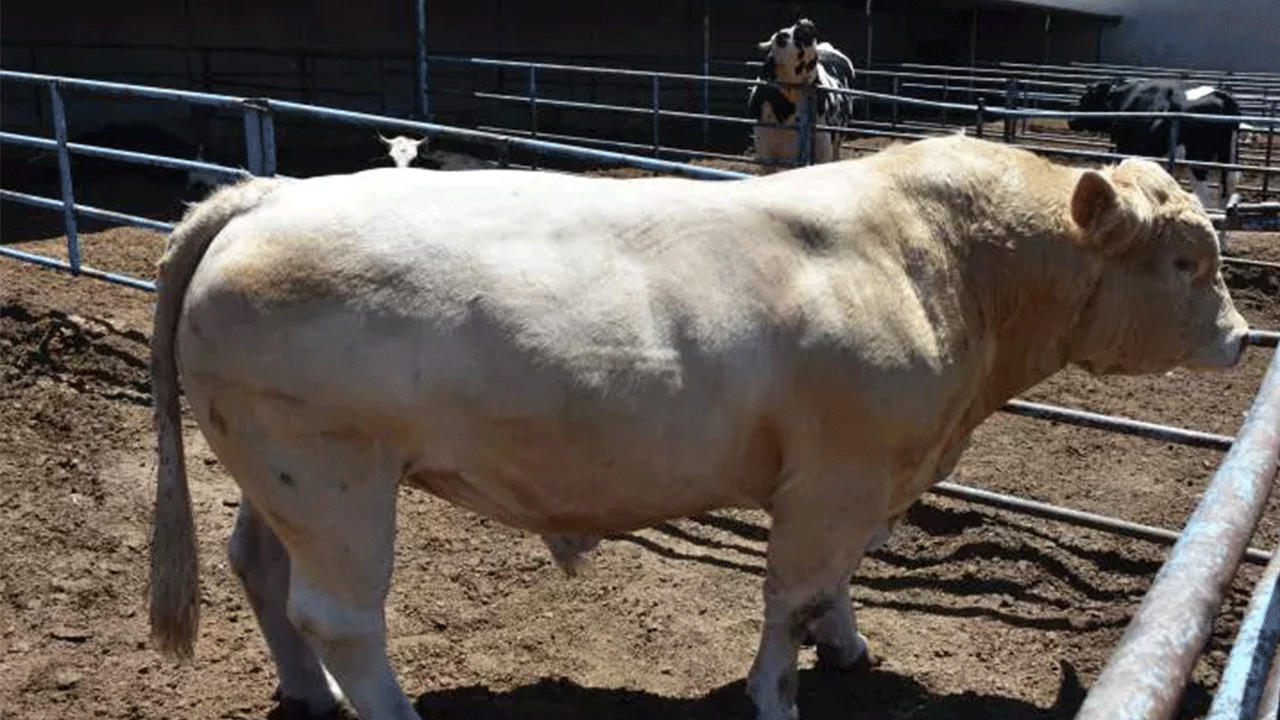 Kurban fiyatları belli oldu! İşte yeni fiyat listesi...
