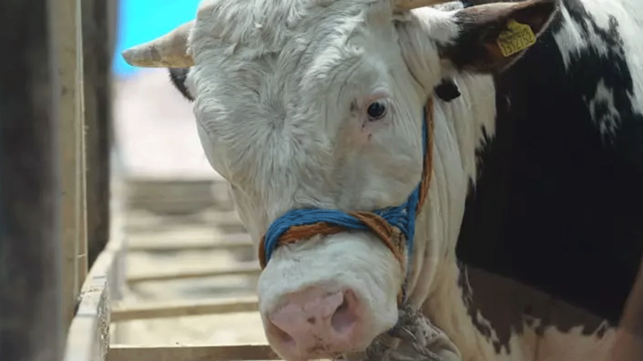 Foto - Kurban fiyatları belli oldu! İşte yeni fiyat listesi...