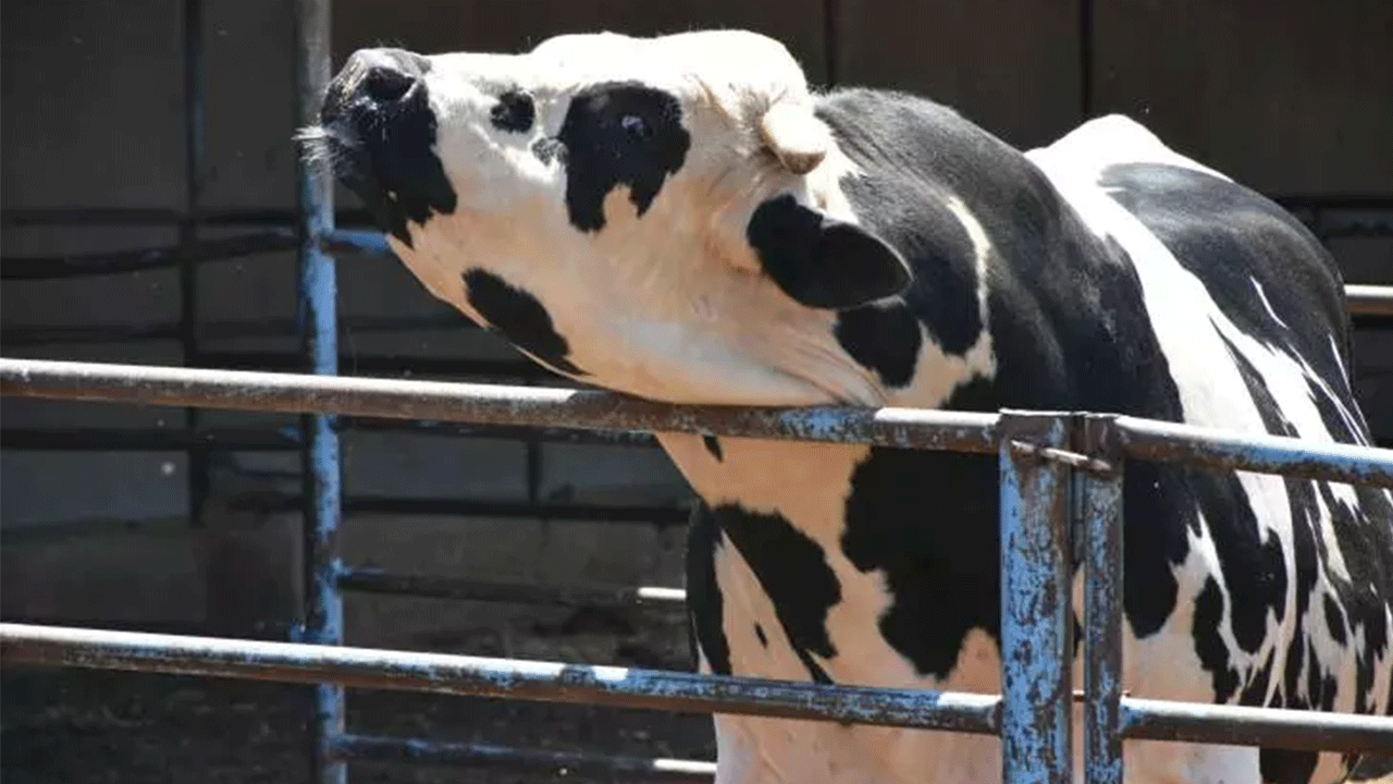 Foto - Kurban fiyatları belli oldu! İşte yeni fiyat listesi...