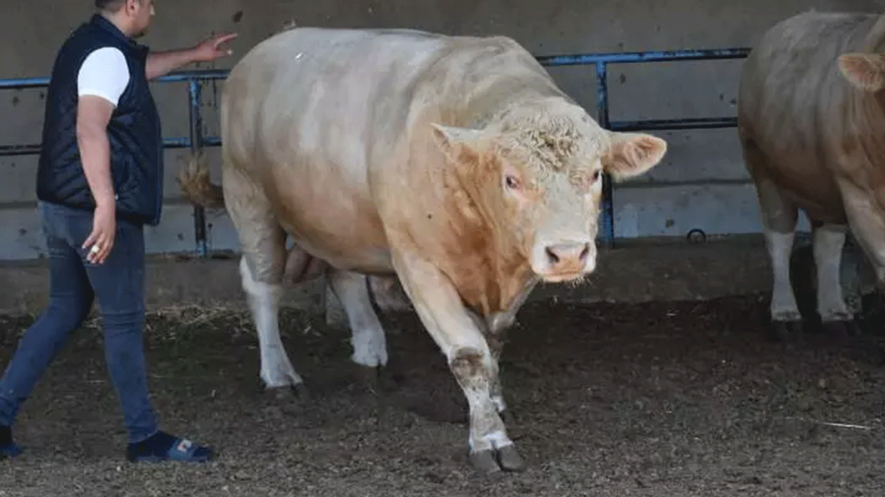 Foto - Kurban fiyatları belli oldu! İşte yeni fiyat listesi...