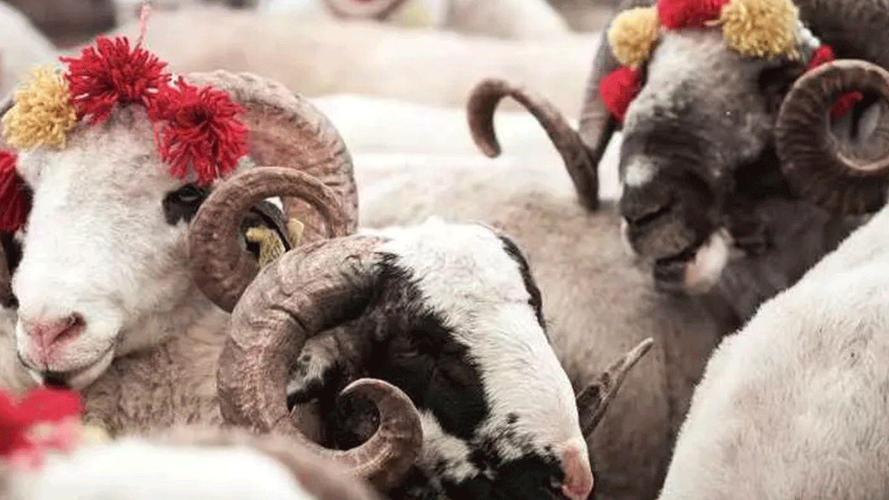 Foto - Kurban fiyatları belli oldu! İşte yeni fiyat listesi...