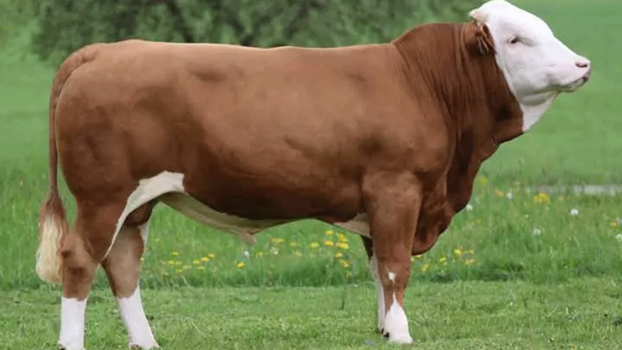 Foto - Kurban fiyatları belli oldu! İşte yeni fiyat listesi...