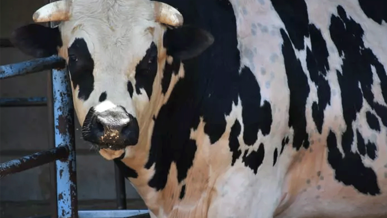 Foto - Kurban fiyatları belli oldu! İşte yeni fiyat listesi...