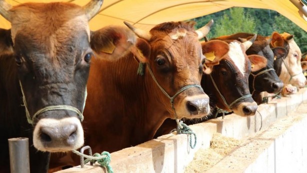 Foto - Kurban fiyatları belli oldu! Rakamlar şok etti! En düşük büyükbaş bakın ne kadardan başlıyor