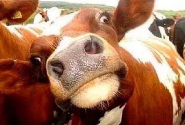 Kurban fiyatları belli oldu! Rakamlar şok etti! En düşük büyükbaş bakın ne kadardan başlıyor