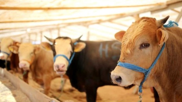 Foto - Kurban fiyatları belli oldu! Rakamlar şok etti! En düşük büyükbaş bakın ne kadardan başlıyor