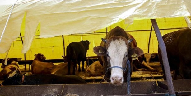 Foto - Kurban fiyatları ne kadar küçükbaş büyükbaş kurbanlık fiyatları belli oldu mu?