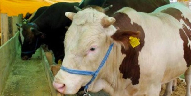 Foto - Kurban fiyatları ne kadar küçükbaş büyükbaş kurbanlık fiyatları belli oldu mu?