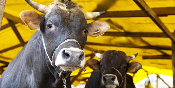 Foto - Kurban fiyatları ne kadar küçükbaş büyükbaş kurbanlık fiyatları belli oldu mu?