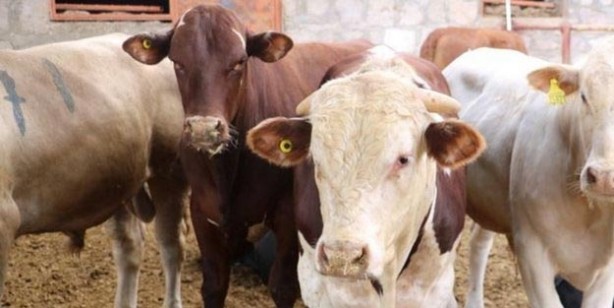 Foto - Kurban fiyatları ne kadar küçükbaş büyükbaş kurbanlık fiyatları belli oldu mu?