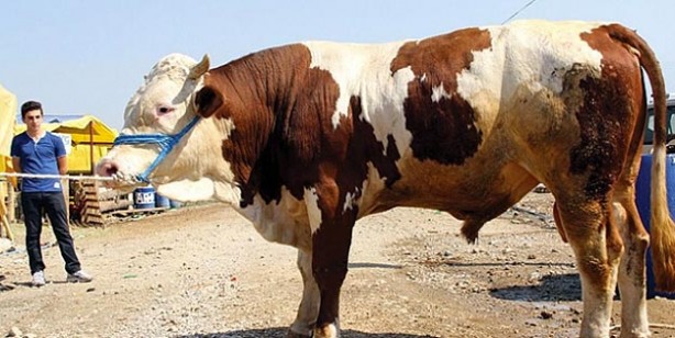 Foto - Kurban fiyatları ne kadar küçükbaş büyükbaş kurbanlık fiyatları belli oldu mu?