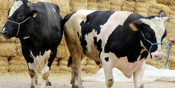 Foto - Kurban fiyatları ne kadar küçükbaş büyükbaş kurbanlık fiyatları belli oldu mu?