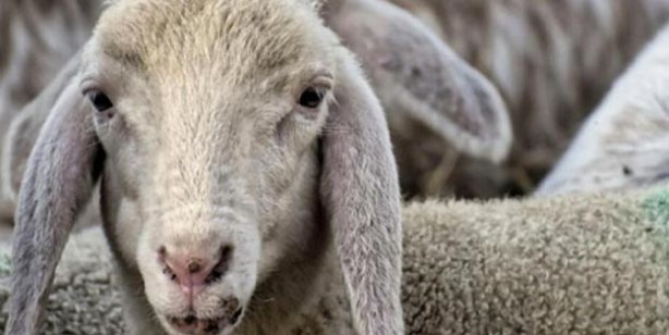 Foto - Kurban fiyatları ne kadar küçükbaş büyükbaş kurbanlık fiyatları belli oldu mu?